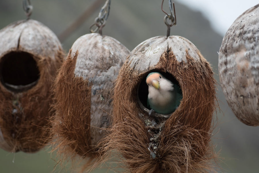 Bird looking out of coconut shell