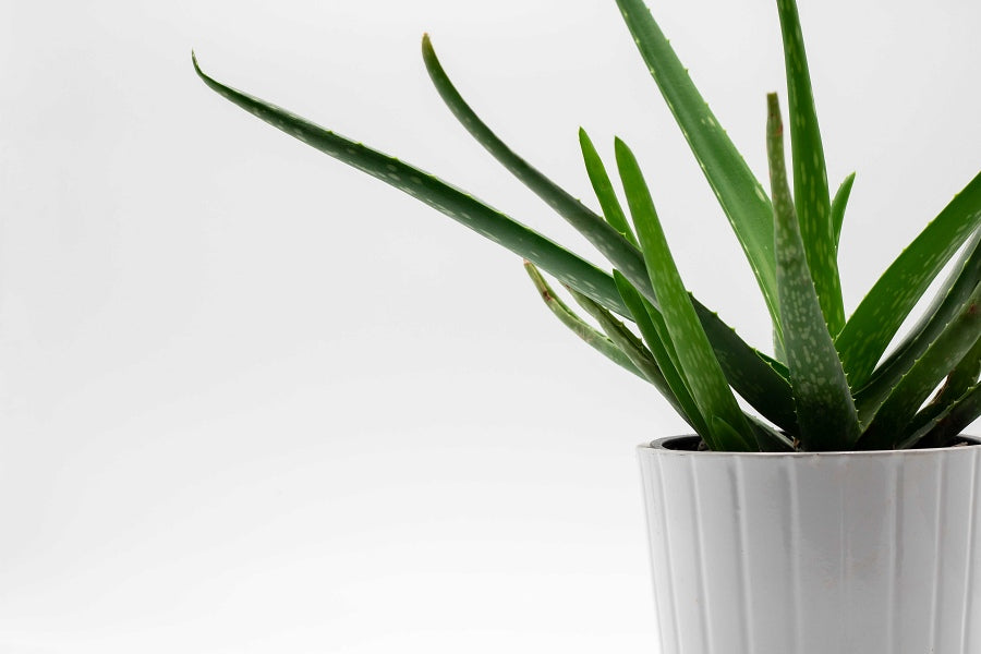 Aloe Vera For Skincare